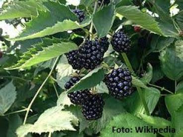 Preview: Handwerklich hergestellte Brombeerkonfitüre eines familiengeführten Unternehmens